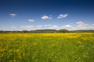 Blumenwiese