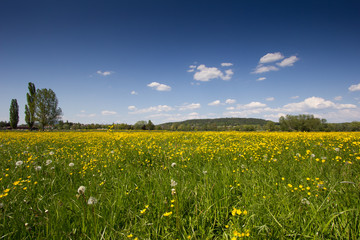Fototapeta premium Blumenwiese