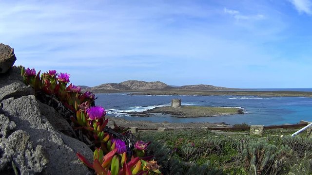 La Pelosa