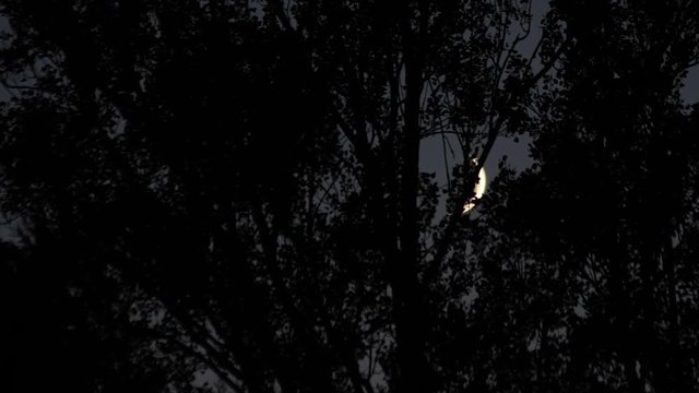  Luna Creciente entre Arboles, de Noche