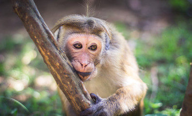 Ceylon monkey