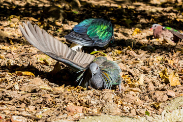 Close up of Birds in zoo
