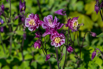 Group of purple blue Columbine flowers in a flowerbed