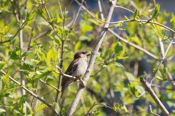 singing sparrow in spring