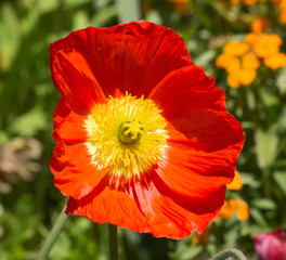 Poppie