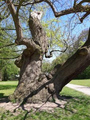 Knorrigen alter Baum