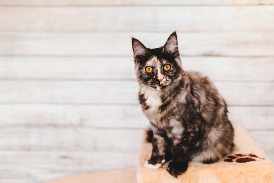 Grey Maine Coon Kitten