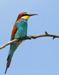 European bee-eater, Merops apiaster