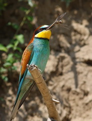 European bee-eater with prey Dragonfly, Merops apiaster