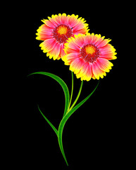 Bouquet of colorful flowers of Gaillardia. delicate flowers isol