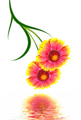 Bouquet of colorful flowers of Gaillardia. delicate flowers isol
