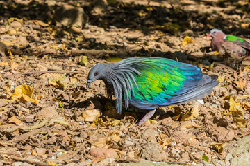 Close up of Birds in zoo
