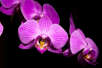 Naklejka na ściany i meble Purple flower orchidea