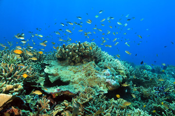Fototapeta na wymiar Colorful Coral Reef against Blue Water. Fam, Raja Ampat, Indonesia