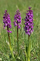 Stattliches Knabenkraut (Orchis mascula)
