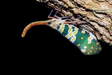 Lantern Fly, Pyrops candelaria, colorful insect on black backgro