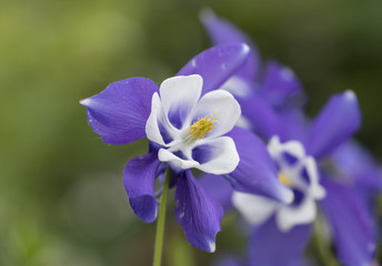Aquilegia fiori blu