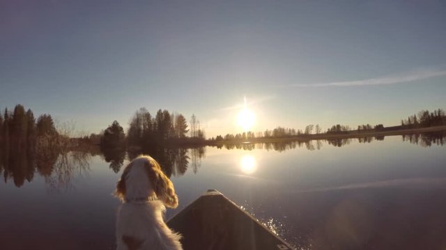 Dog is Floating on Lake Boat. Boat floats on the lake in the spring towards the sun. In the boat sits a dog looking at the Sun 
