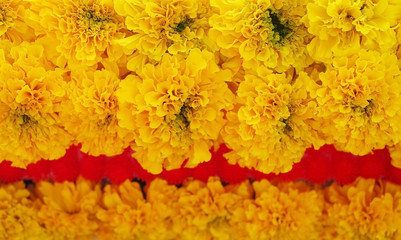 Marigold flowers (Calendula officinalis), soft focus yellow flow
