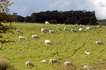 Fototapeta na wymiar Flock of sheep on a hillside near Alnwick Norhumberland