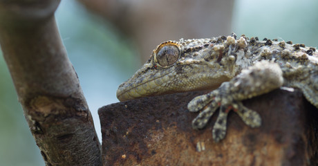 Gecko, lézard