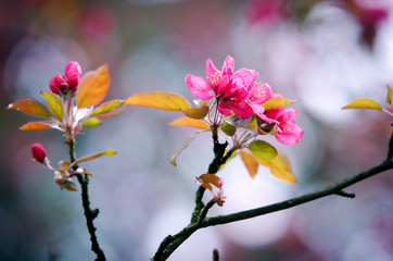 Flowering decorative apple tree