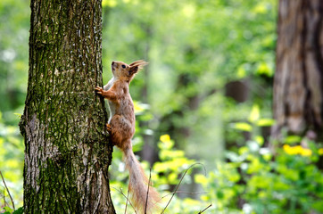 Red squirrel on a tree