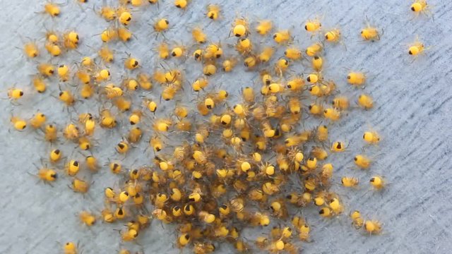 big pile of small yellow cubs in the web spiders quickly scatter in different directions