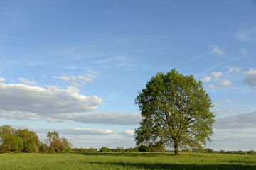 Obraz premium Eiche im Frühling