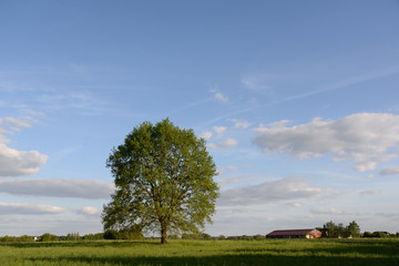 Fototapeta premium Eiche im Frühling