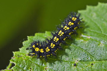 Raupe des Schönbären