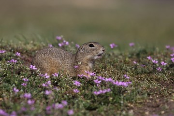 Naklejka na ściany i meble European ground squirrel (Spermophilus citellus) in the flowering steppe landscape.