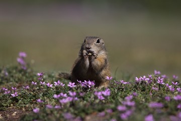 European ground squirrel (Spermophilus citellus) in the flowering steppe landscape.