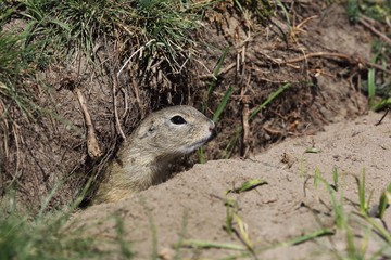 Naklejka na ściany i meble European ground squirrel (Spermophilus citellus) peeks from the burrow.