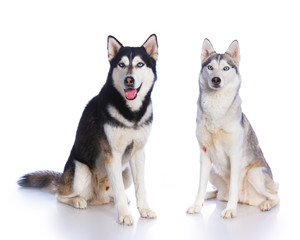 Siberian husky in studio © Max Topchii