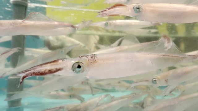Japanese Spear Squid Swimming in Tank in Hakodate City - Teuthida Cephalopods