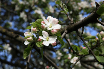 Spring blossom on apple tree