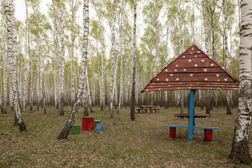 Picnic bench sits on lawn under canopy of birch trees
