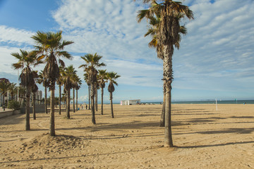 Palm trees in the beach. Sunset.
