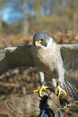 Trained Peregrine Falcon (Falco peregrinus), used in the sport of falconry, stands perched on the trainer's gloved hand