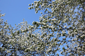 Spring blossom on apple tree