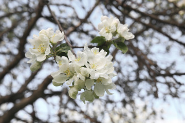 Spring blossom on apple tree