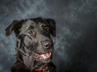 A black labrador called Barney a rescue dog in the uk