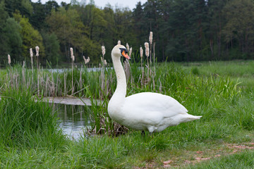 Obraz premium white swan
