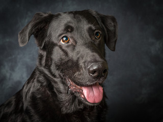 A black labrador called Barney a rescue dog in the uk