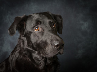 A black labrador called Barney a rescue dog in the uk