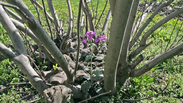 Flower Swaying in the Wind in the Fig Tree