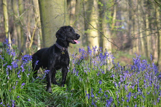 Black Dog in the Blue Bell Woods