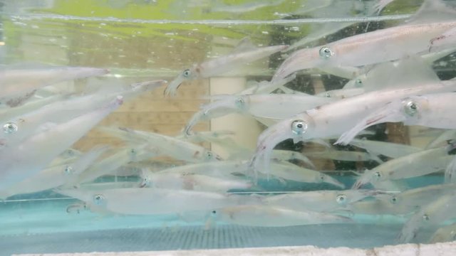 Japanese Spear Squid Swimming in Tank in Hakodate City - Teuthida Cephalopods
