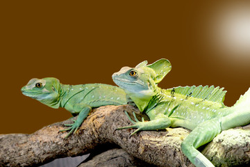 lizard Plumed basilisk